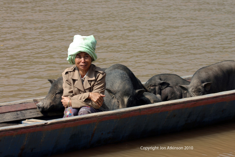 Transporting Pigs along the Mekong River, Laos Transporting Pigs along the Mekong River, Laos